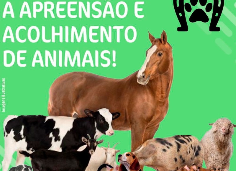 Atenção, sobre a apreensão e recolhimento de animais!