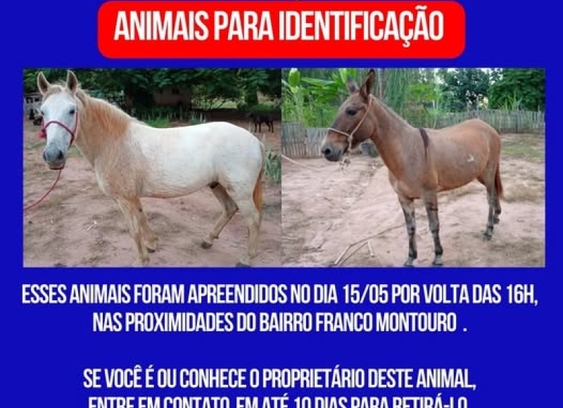 ATENÇÃO - ANIMAIS PARA IDENTIFICAÇÃO