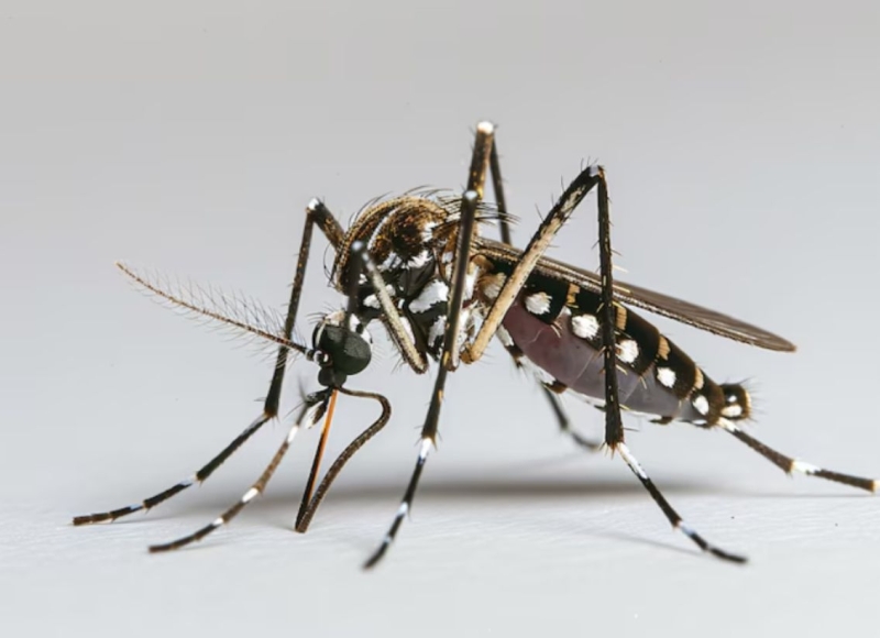 Atualização dos Boletins da Dengue e COVID-19