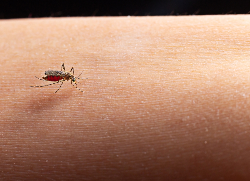 Alerta contra a Dengue – Mesmo com o frio, risco continua alto