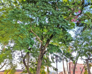 cuidados-arvores.jpg