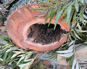 fragilidade-2.jpg