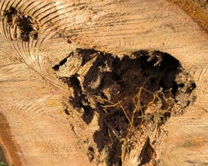 fragilidade-3.jpg