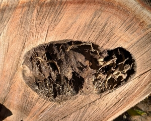 fragilidade-8.jpg