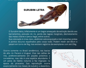 pardo-2.jpg