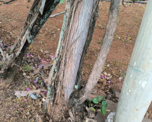 prima-3.jpg