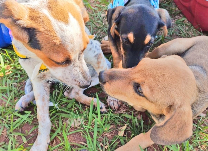 Pets para adoção