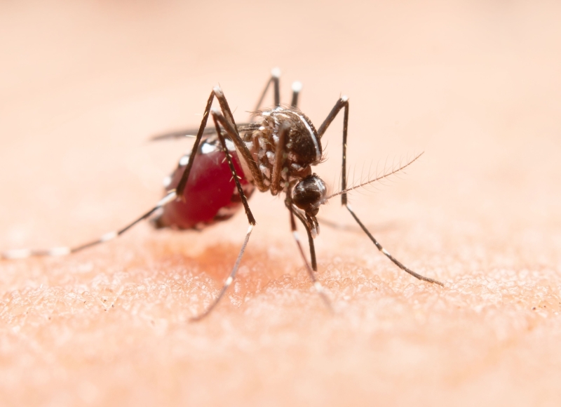 Histórico de Positividade Viral indica reincidência de capturas de Dengue Tipo 2 em vários bairros