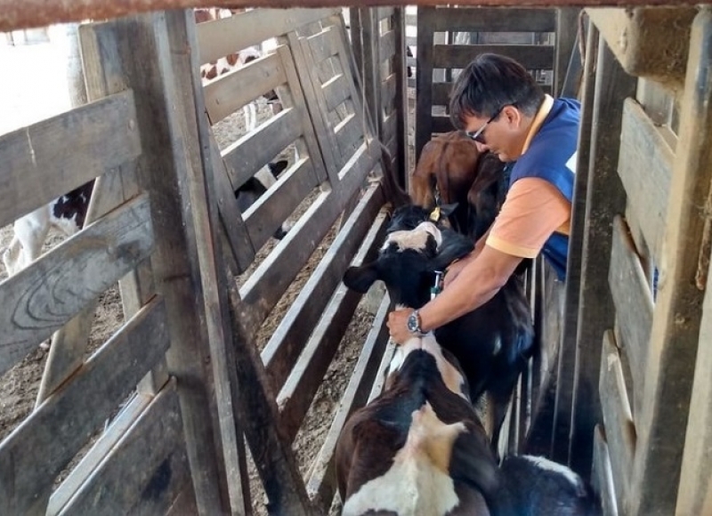 Campanha de vacinação contra a febre aftosa e brucelose acontece neste mês