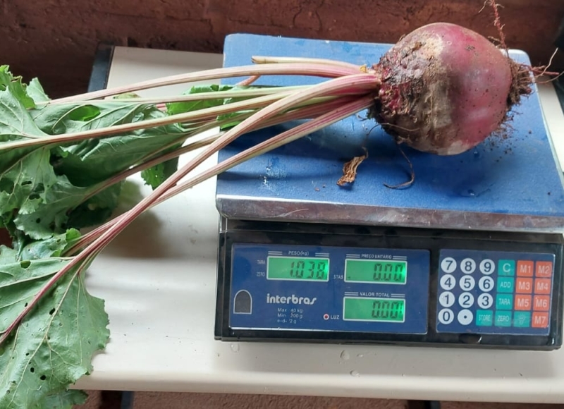 Colheita de beterraba “gigante” demonstra eficiência do Sistema Agroflorestal em Nhumirim