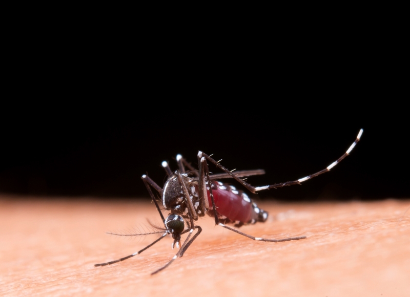Boletim Epidemiológico da Dengue
