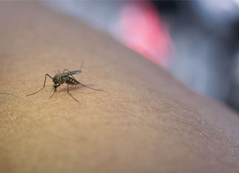 Boletins Epidemiológicos da Dengue e da Covid-19