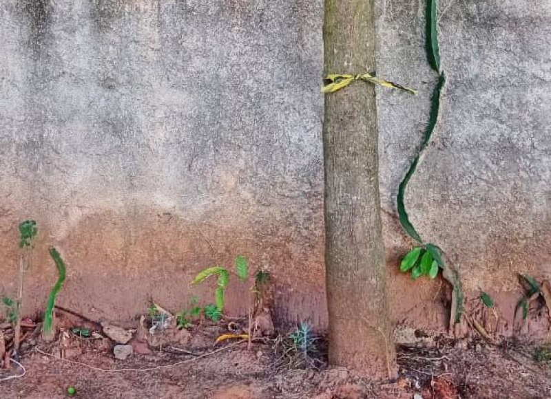 Manejo sustentável de espécies nos arredores do Campo Klebinho, no Nosso Teto