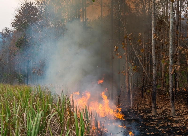 Decreto declara Estado de Atenção para Estiagem e Proíbe Queimadas em Santa Rosa de Viterbo