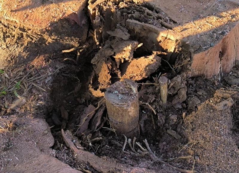 Fragilidade Exposta: Imagens revelam avançado estado de deterioração em árvores removidas da Praça da Matriz