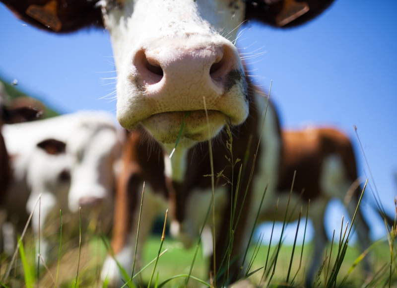 ATENÇÃO, PRODUTOR RURAL: Campanha de Vacinação contra a Brucelose