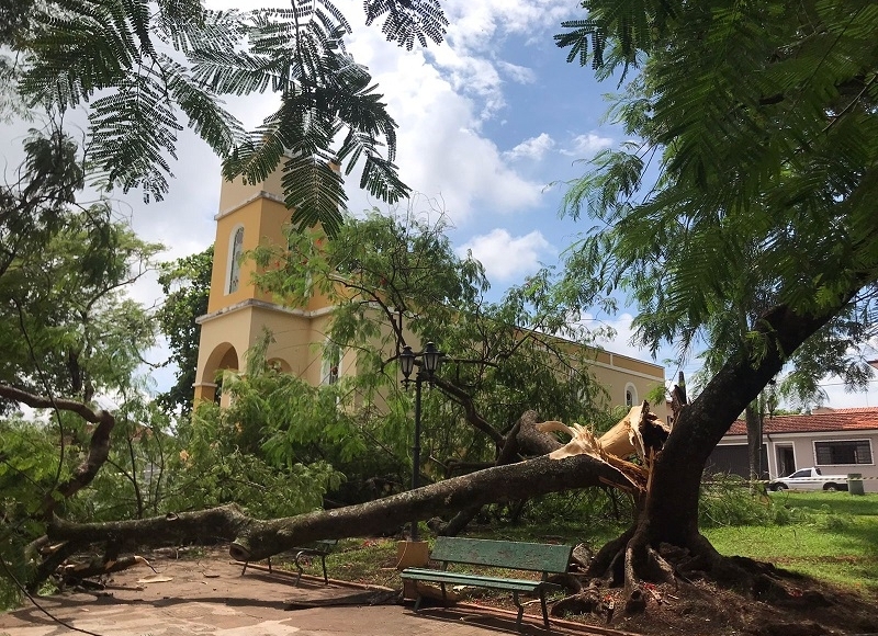 Atacada por cupins, árvore caí e quase atinge Igreja de Santo Antônio