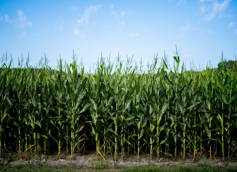 Atenção fornecedores de cana: aceiro sujo agora é infração ambiental, mesmo sem fogo!