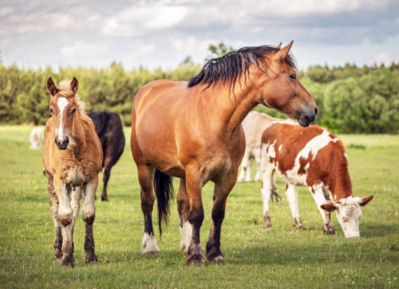 Convite: Reunião sobre o Serviço de Recolhimento de Animais